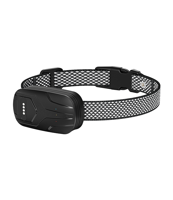 FurFence Collar on Dog